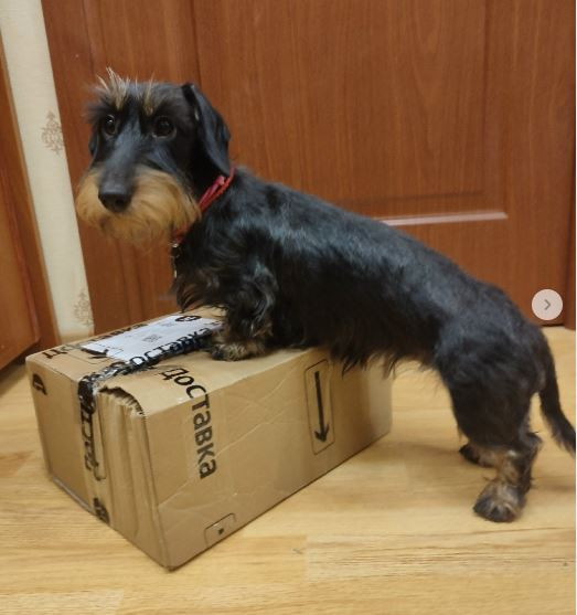 Кэролайн Юджел Дьябло Д'Кобра