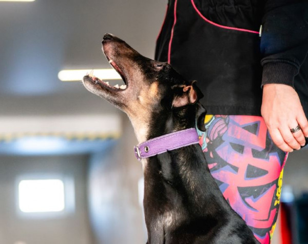 Жнец Фром Рашн Филд