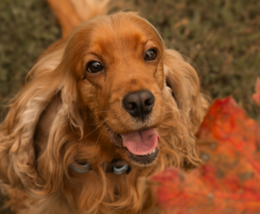 Rus Irene's Nobody Knows