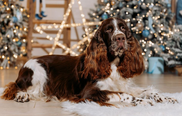 Fatherhome Long Island Iced Tea