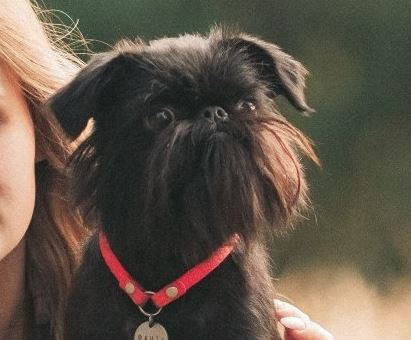 Феррари Шик из Надинвиль