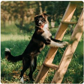 Perfect Angel for You/Перфект Ангел фор Ю