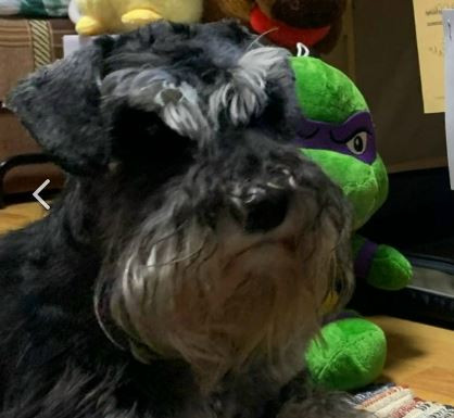 Фортуна Миньон Юпитер Солнечный