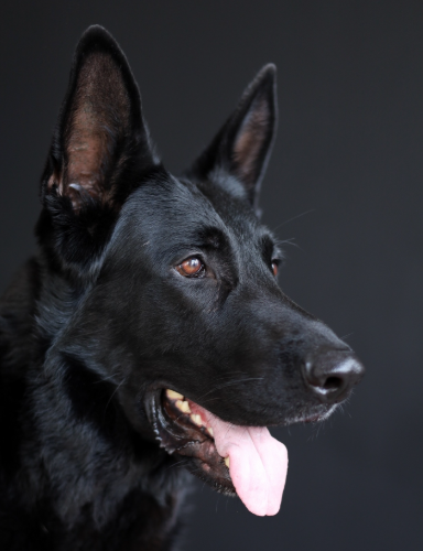 Чеглок фом Грюнен Штадт