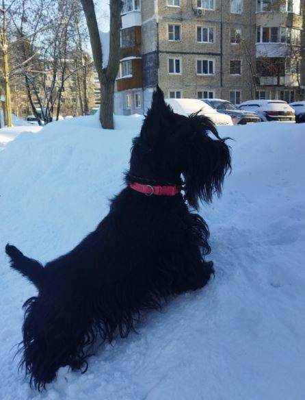 Sprightly Lout the Honey of my Soul