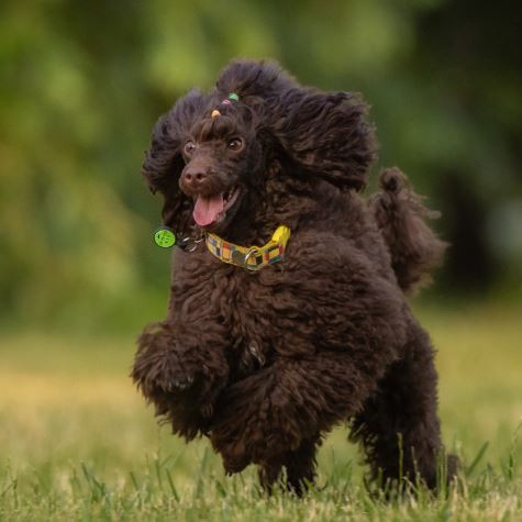Великолепный пудель Бали Белль