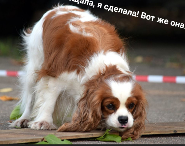 Свит Фелисити Шанель Шанс О'Вива