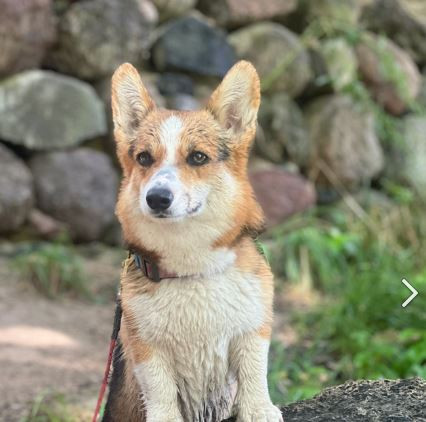 Фрай Винд Харли