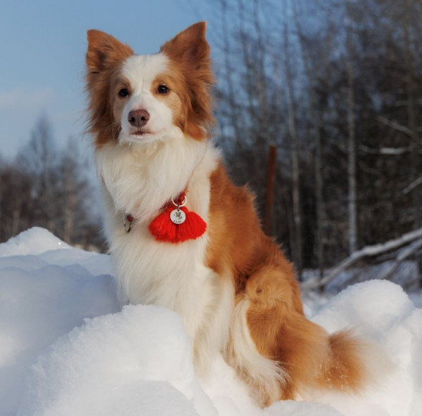 Винфлай Шанти Фор Ми Ресслайн