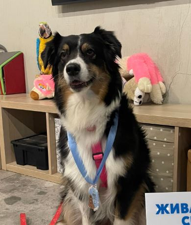 Диззи Бьюти фор Фроланд