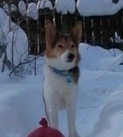 Сава Таккик