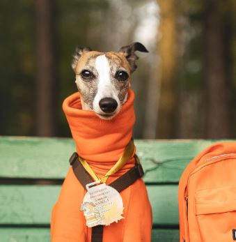 Голди Краун Тейлора