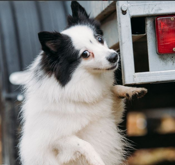 Хорленд'С Майликох