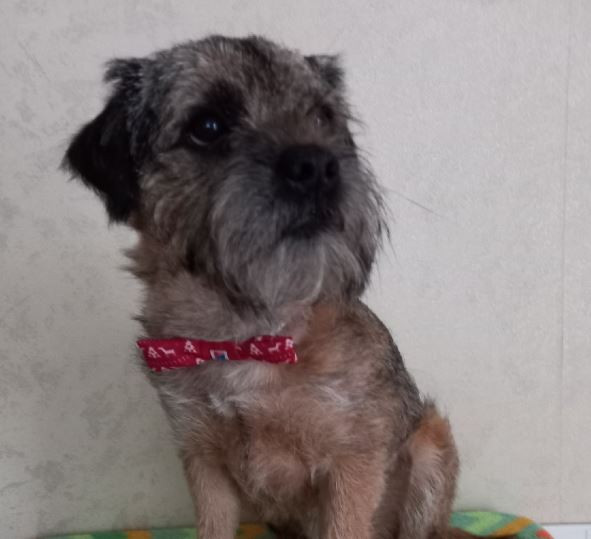 Поляна Из Песни Ловчива