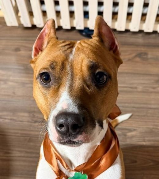 Вагнер Вита Шамо Челси