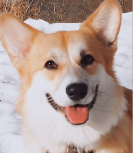 Дейли Смайл из Ксаро-Честная Игра