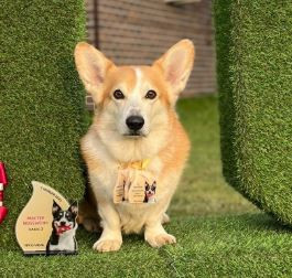 Dom Corgi Chelsea Morning