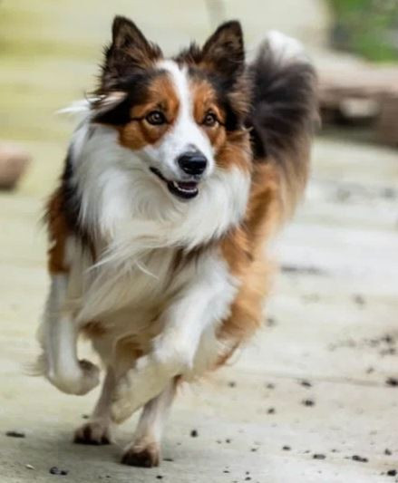 Ингардия Берчи