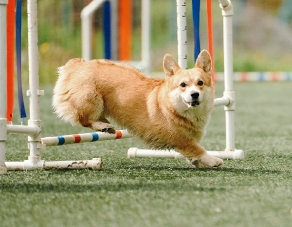 Сонадорес Глория Нэва Беттер