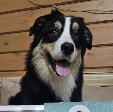 Рейсинг Прайд Оникс Олимпия Рикарда