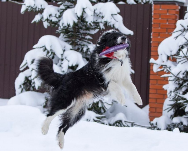 Aisknekht Chester Dark/Айскнехт Честер Дарк