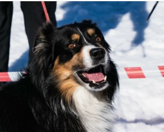 Скотчвуд Кливленд