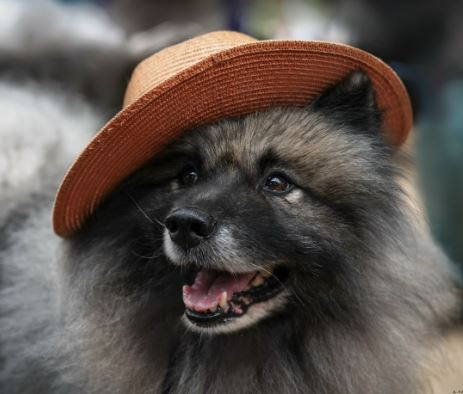 Pushistikoff Razgulyay Raspevnyy / ПУШИСТИКОФФ ЭЛЬФИЙСКИЙ СТРАЖ