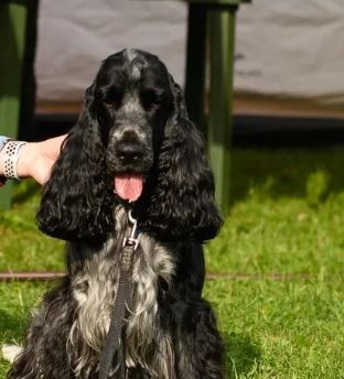 IRISKI’S SEA BREEZE