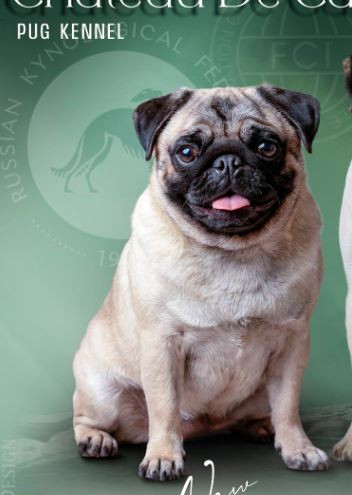 Chateau De Carlin Bun Boo Brioshe