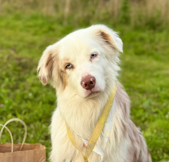 Снежный рыцарь Айвенго