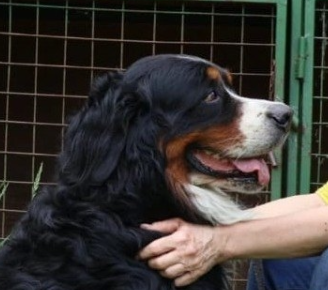 Treze from gold Burge