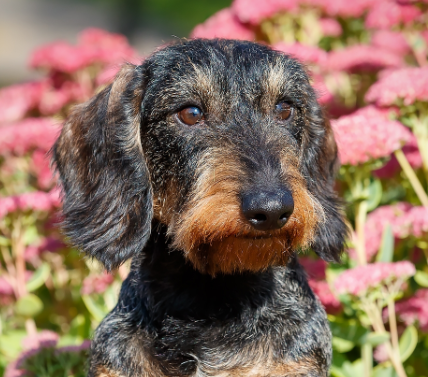 FROM J&K WITH LOVE VITORAZ