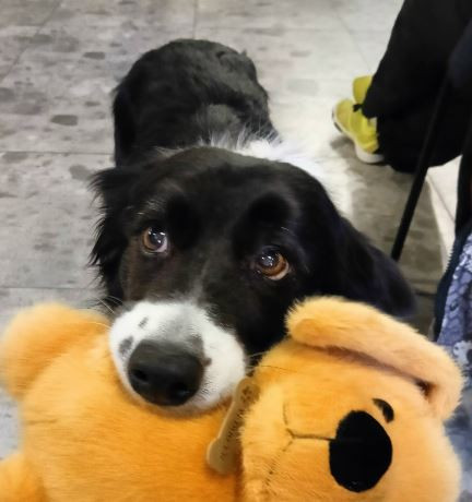 Айскнехт Удача