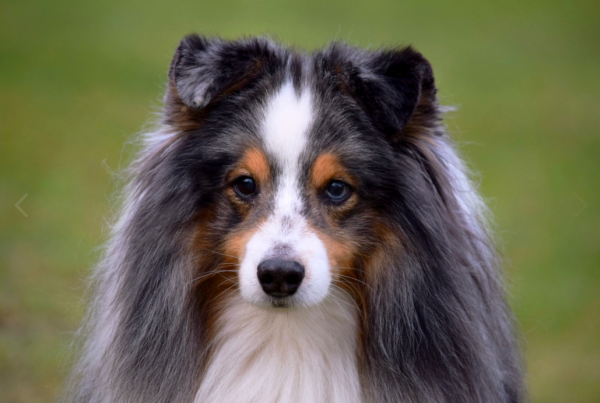 Harwish Heaven's Magic