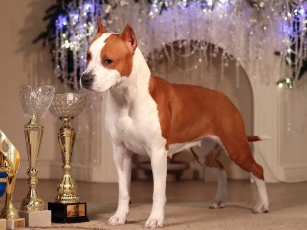 Бонавентура Голд Луна Росса/Bonaventura Gold Luna Rossa