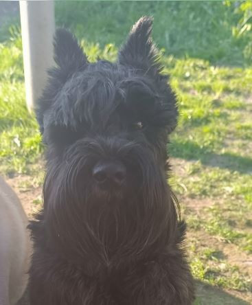 Стар Дрим Вольт