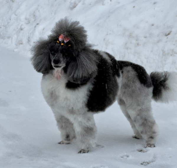 Джентли Борн Аделия