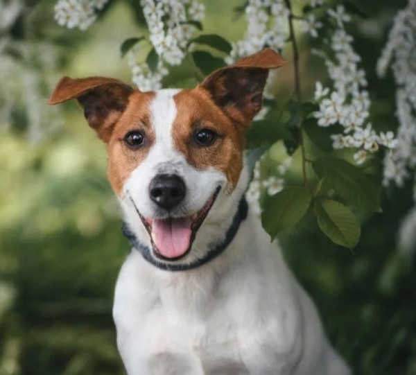 Perfect Point Whiskey