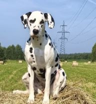 Белое Золото Ежевика в Снегу