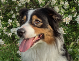 Янис Гуд Тойс Рэдианс оф Антарктика