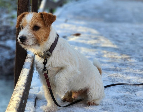 Альграфс Кент