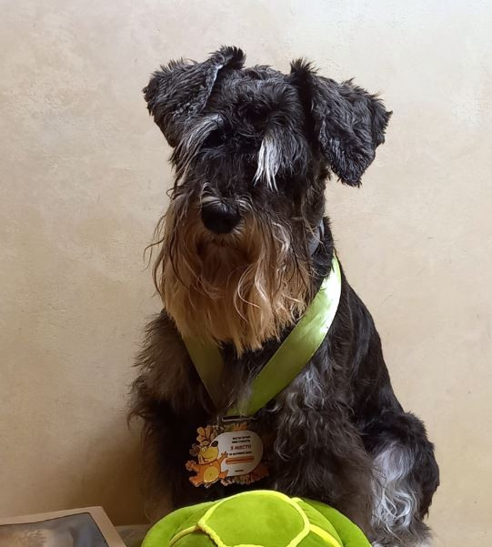 САНТА КНИРИС ТИФФАНИ СИКРЕТ