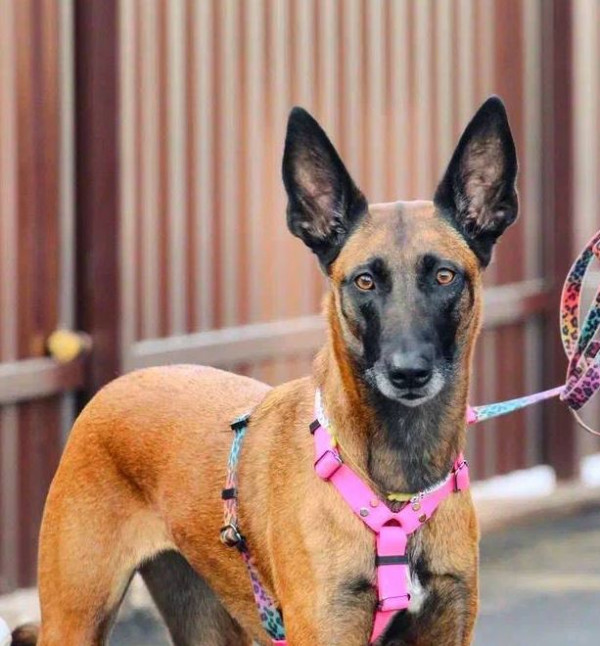 Starke und Kraft Zelda