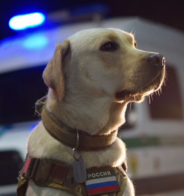 Сонадорес Глория Квин