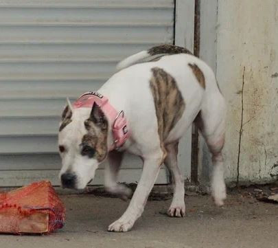 Tcenniy Prize Eirena