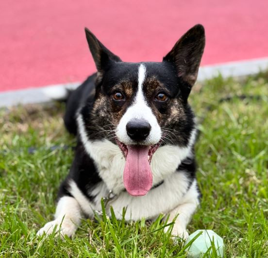 Фабор Хорст