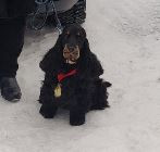 Лавераш Леди Мадонна