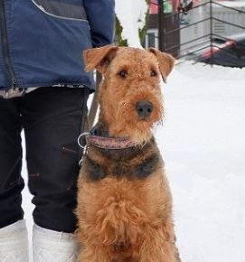 Диаманте Неро