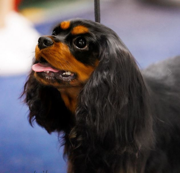 LINALINE CAVALIERS ARYA