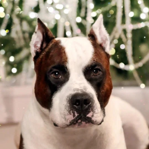 Ценный Приз Есклюзиво/Tcenniy Prize Esclusivo